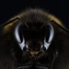 About hummel, bombus, eyes, nature, insect, bee, honey bee, beekeeping, creature, macro, close up, macro photography, animal, animal world, hymenoptera
